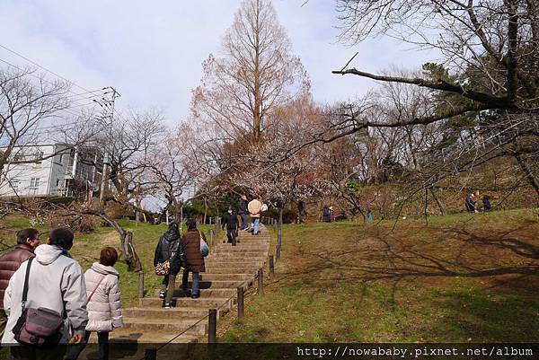 28大倉山公園賞梅花.JPG