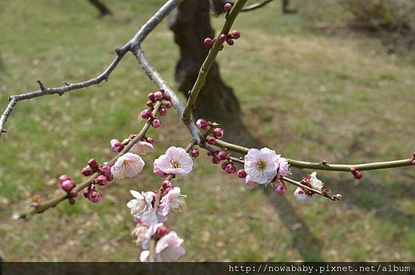 30大倉山公園賞梅花.JPG