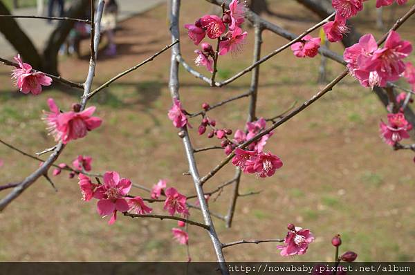 31大倉山公園賞梅花.JPG