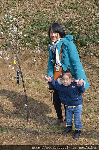 33大倉山公園賞梅花.JPG