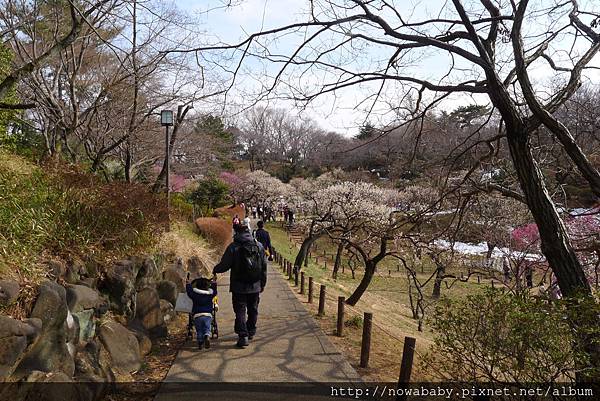 34大倉山公園賞梅花.JPG