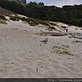 22Pfeiffer Beach.JPG