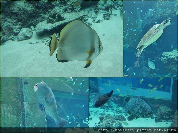 46沖繩美麗海水族館.jpg