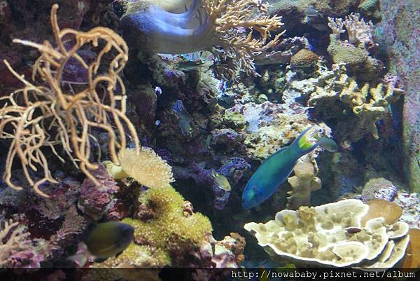 56沖繩美麗海水族館.JPG