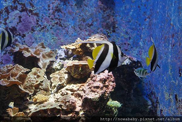 59沖繩美麗海水族館.JPG