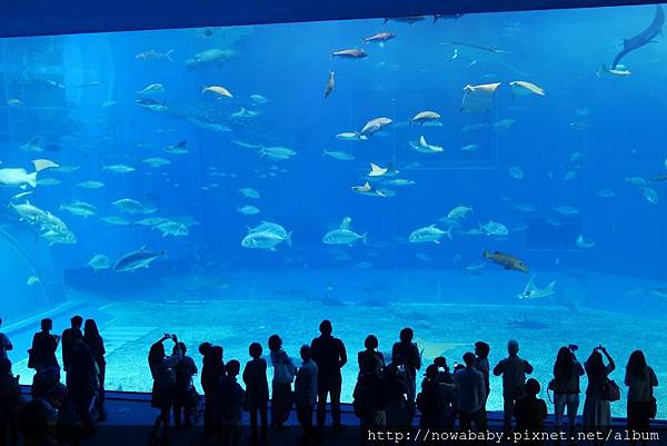 62沖繩美麗海水族館.JPG