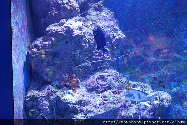 61沖繩美麗海水族館.JPG