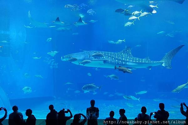 67沖繩美麗海水族館.JPG