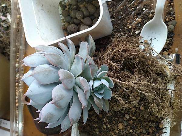 多肉到了換盆準備渡夏的時刻了 知日而作 痞客邦 多肉到了換盆準備渡夏的時刻了 知日而作 痞客邦
