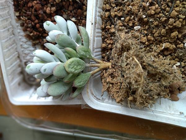 多肉到了換盆準備渡夏的時刻了 知日而作 痞客邦 多肉到了換盆準備渡夏的時刻了 知日而作 痞客邦