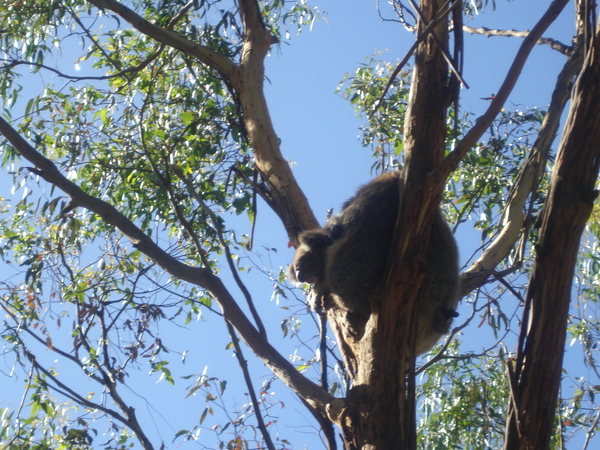 仔細看...這是母子無尾熊喔