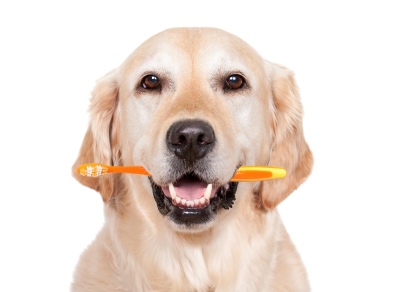 Dog-Toothbrush_delta dental.jpg