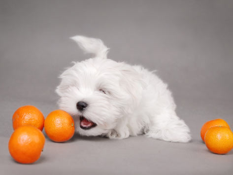 Can dog eat oranges