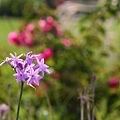 IMG_2974
