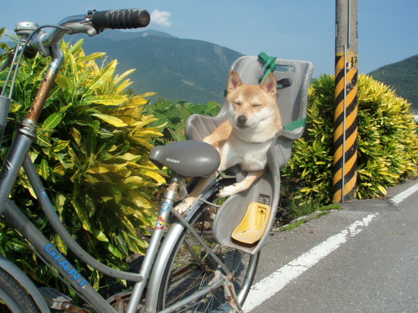 0714花蓮行-金澤居ㄚ兩單車逍遙遊.jpg