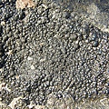 360px-Pitchblende_schlema-alberoda.JPG