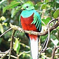 200px-Quetzal01.jpg