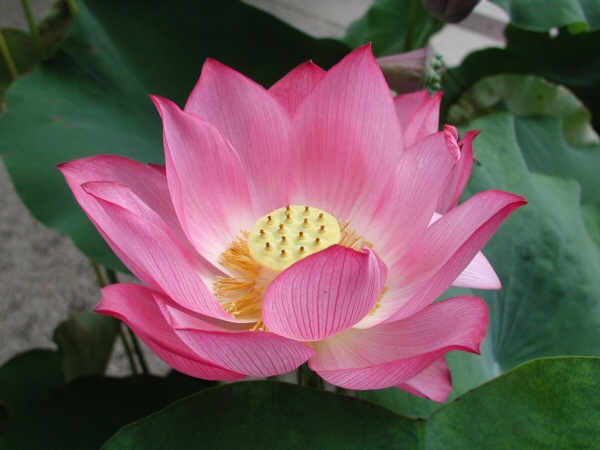 LotusFlower.jpeg