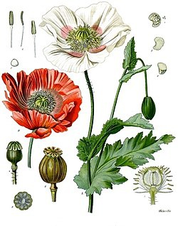 250px-Papaver_somniferum_-_Köhler–s_Medizinal-Pflanzen-102.jpg