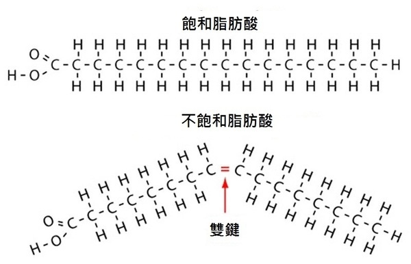 (http://courses.washington.edu/conj/membrane/fattyacids.htm)