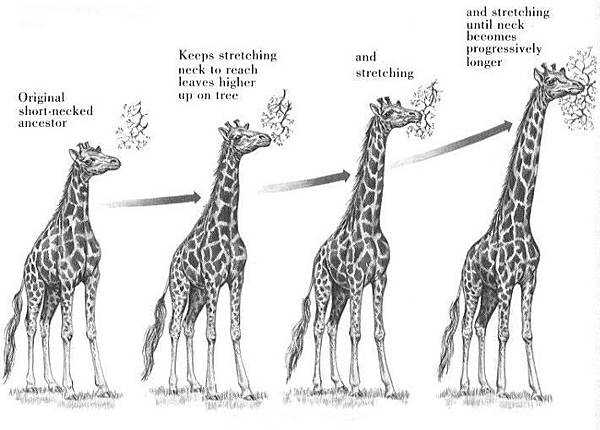 lamarck_giraffe2.jpg