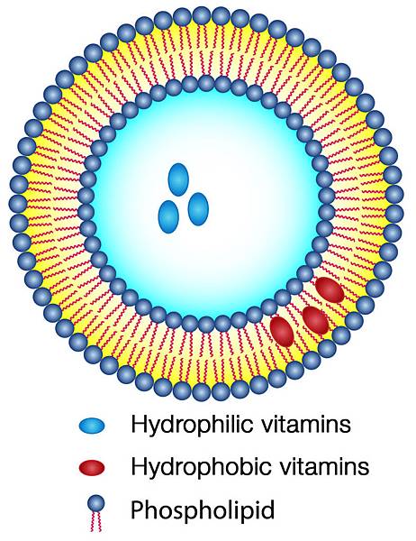 (https://www.valimenta.com/what-is-a-liposome/)