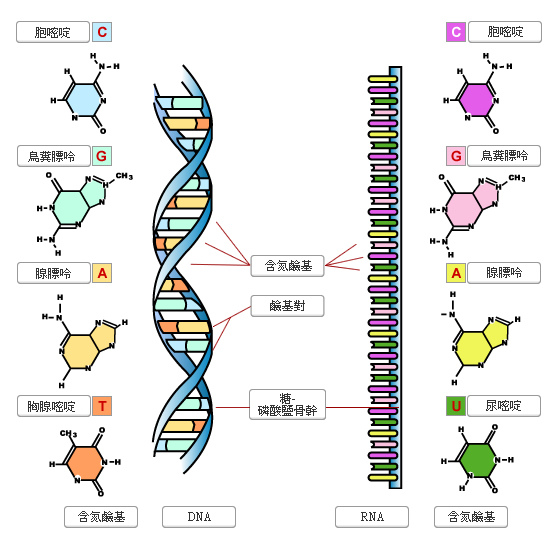 (http://biotech.nstm.gov.tw/LifeScienceConcept/SpiralC/Spiral05.htm)