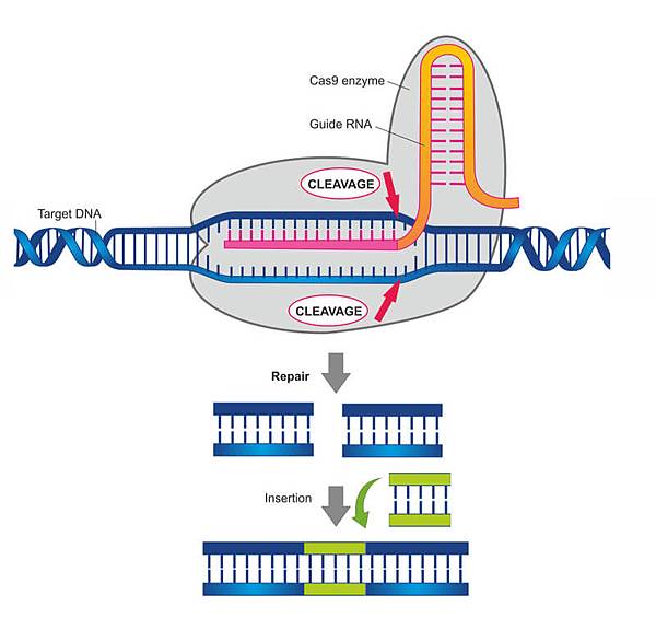 (https://labiotech.eu/features/crispr-cas9-review-gene-editing-tool/)