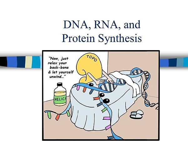 DNA,+RNA,+and+Protein+Synthesis.jpg