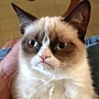 Grumpy-Cat.jpg