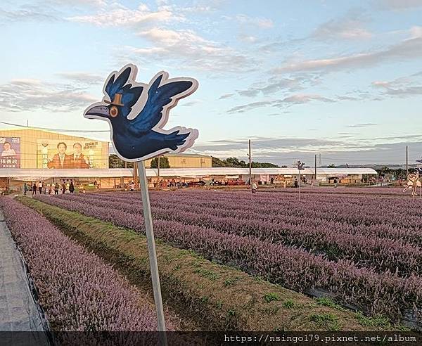 2023桃園仙草嘉年華之花心筆記