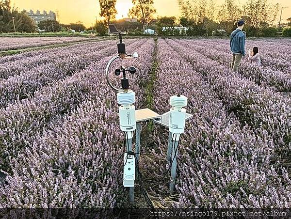 2023桃園仙草嘉年華之花心筆記