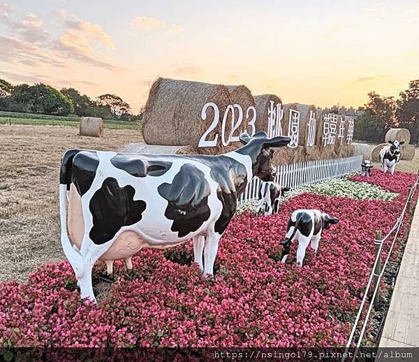 2023桃園仙草嘉年華之花心筆記