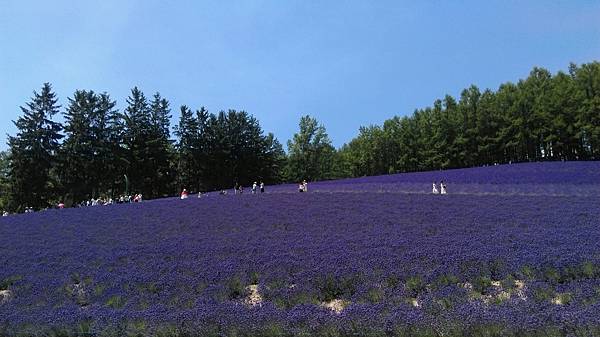 北星山和富田農場之旅_65.jpg