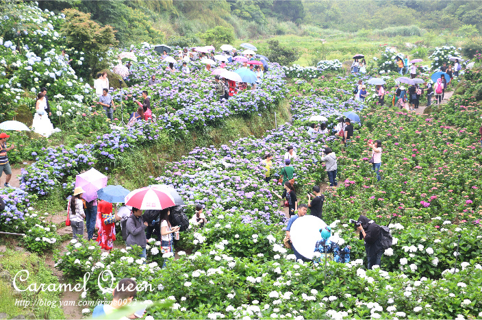 部落格照片後製-水車寮步道繡球花園-03.jpg