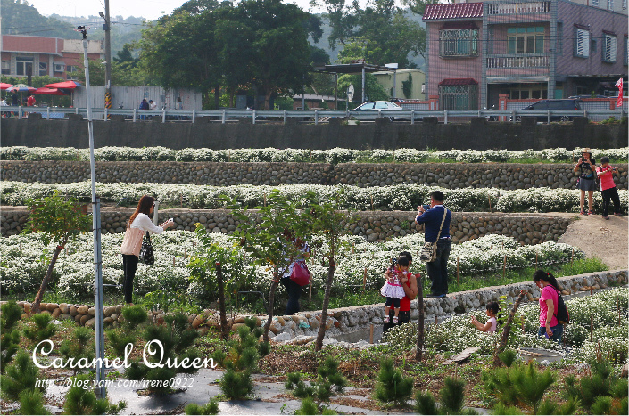 部落格照片後製-銅鑼杭菊-20.jpg