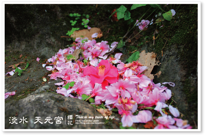 部落格照片後製-flower-@@-01.jpg