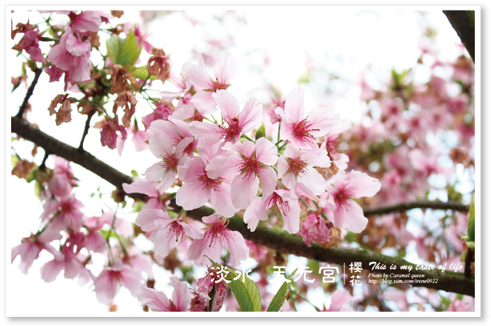 部落格照片後製-flower-08.jpg