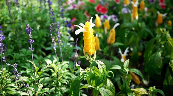 image013.jpg image013.jpg