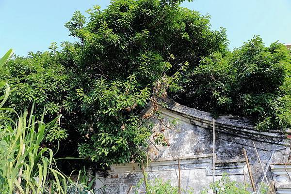 東石鄉後埔福安宮土沉香7.JPG