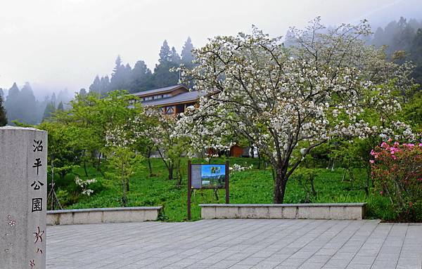 沼平公園櫻花.JPG