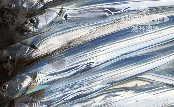 基隆特產 閃閃發亮的白帶魚 海大usr觀光列車的部落格 痞客邦