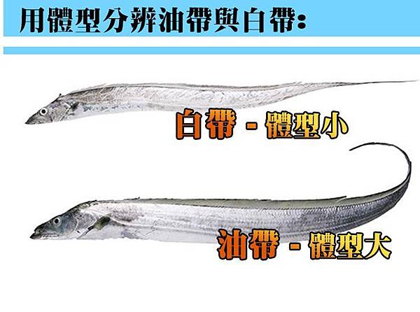 基隆特產 閃閃發亮的白帶魚 海大usr觀光列車的部落格 痞客邦