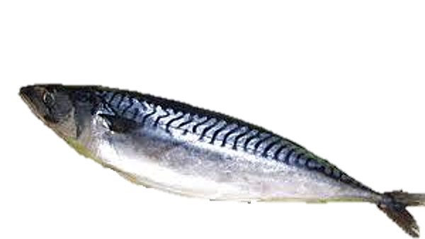 鯖魚1.png