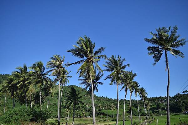 Masasa Beach椰子樹.JPG