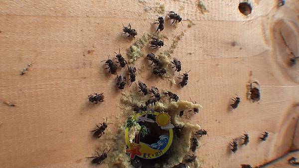 0523 The Beehive 1-Stingless Bee Trigono-2.jpg