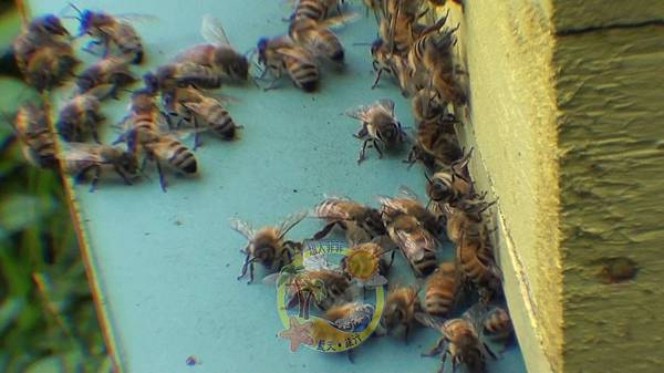 0523 The Beehive 3-Apis Dorsata.jpg