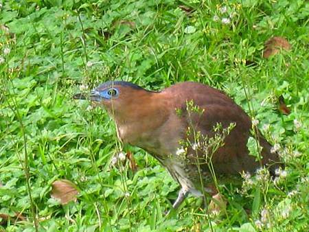 Malay Night Heron.JPG