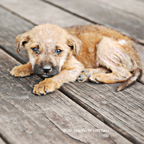 Taiwan-Hualien-LuPeiSan-B-流浪狗(homeless-dog)-1.jpg