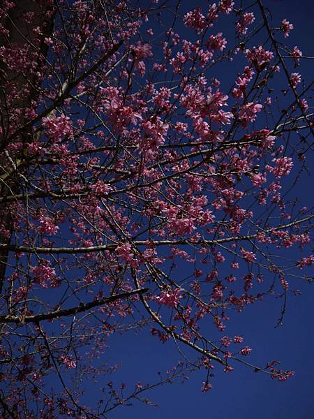 櫻花佐藍天